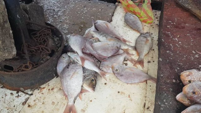 Covid-19 : le prix du poisson s’envole, les consommateurs s’inquiètent….