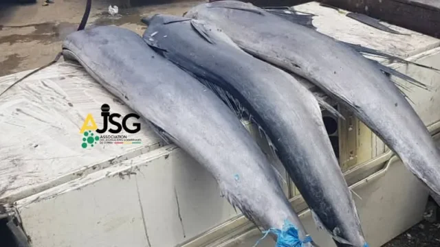 Cherté du prix du poisson sur le marché guinéen, le Coronavirus pointé du doigt !
