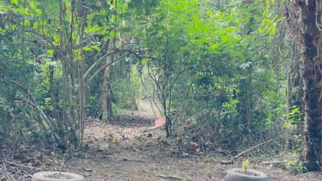 Jardin botanique de Kopèrè : un monde végétal plein de vie et de recherche
