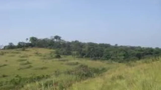 Biodiversité (Guinée) :  comment assurer un avenir durable de la forêt classée du Mont Béro ?