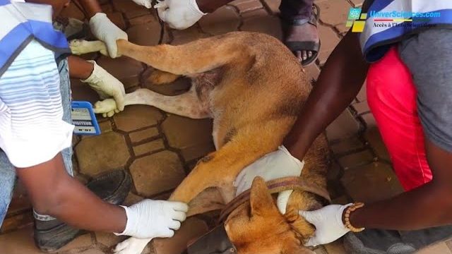 Reportage exclusif avec l&rsquo;équipe de l&rsquo;Institut Pasteur de Guinée