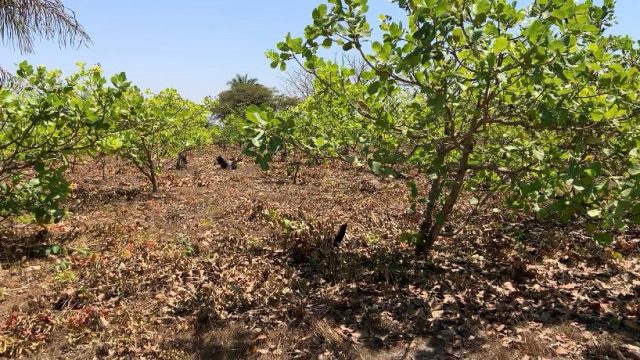 Koukouboui (Boffa) : des solutions pratiques qui sauvent l’environnement