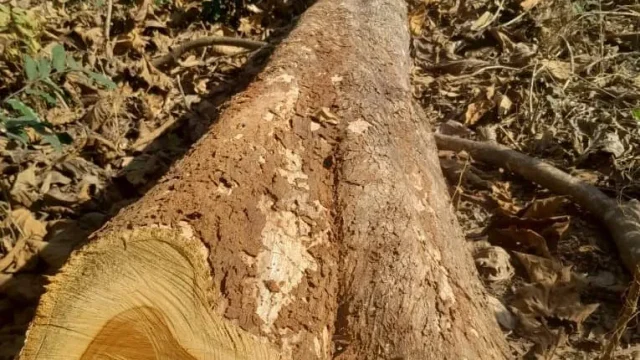 Alerte à Gaoual : qui détruit la forêt communautaire de Dounki Bamba ?
