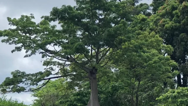 Guinée : plus de 600 000 hectares de forêts ont été perdus ces dernières années