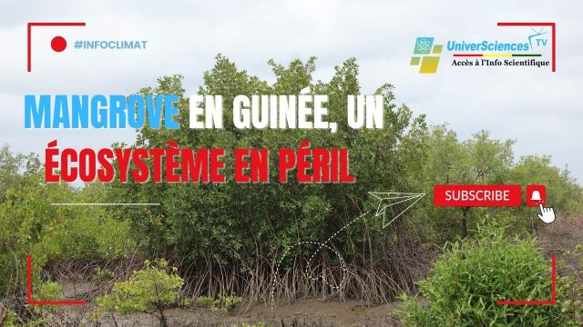Mangrove en Guinée, un écosystème en péril