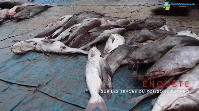 Enquête, sur les traces des poissons pourris
