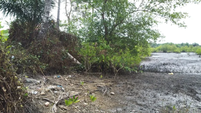 Mangroves en Guinée : un écosystème vital menacé