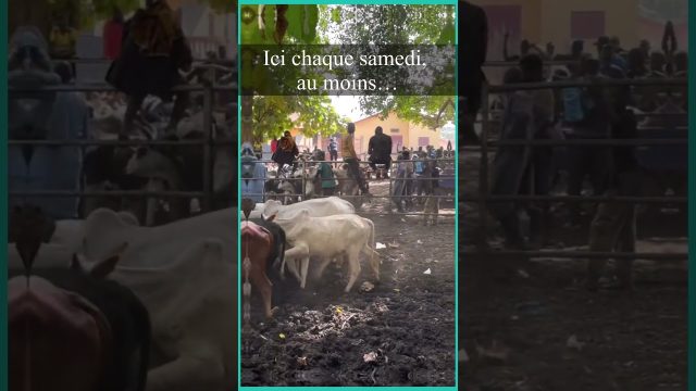 Focus sur le parc à bétail de Sabadou