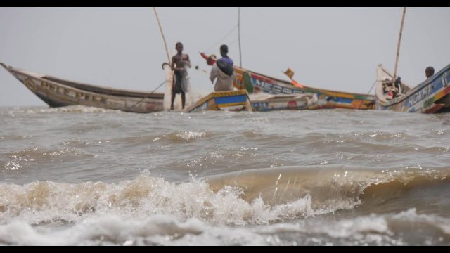 Chalutage intensif, pollution, mangroves étouffées : la Guinée  perd gros