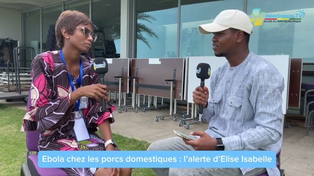 Ebolavirus chez les porcs domestiques : que révèlent les recherches en Guinée ? 🐖