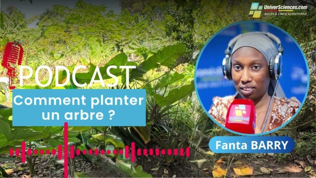 Comment planter un arbre ?