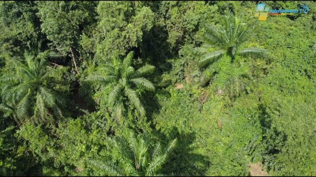 Jardin botanique | Dubréka : cet écosystème fascine tous les visiteurs