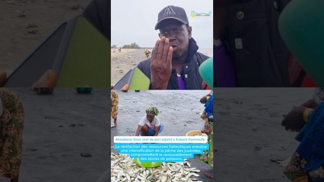 Pêche des juvéniles, conséquences sur le stocks de poissons ?