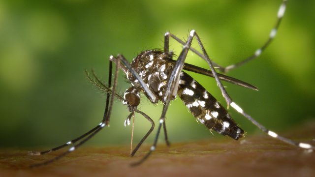 Virus des moustiques en Guinée : une étude révèle une circulation discrète dans huit régions